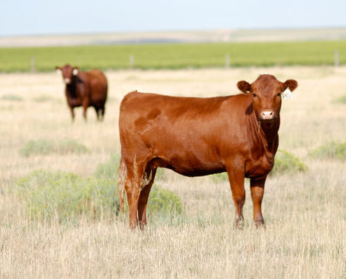 Purebred Cattle, Gould Ranch Cattle Company