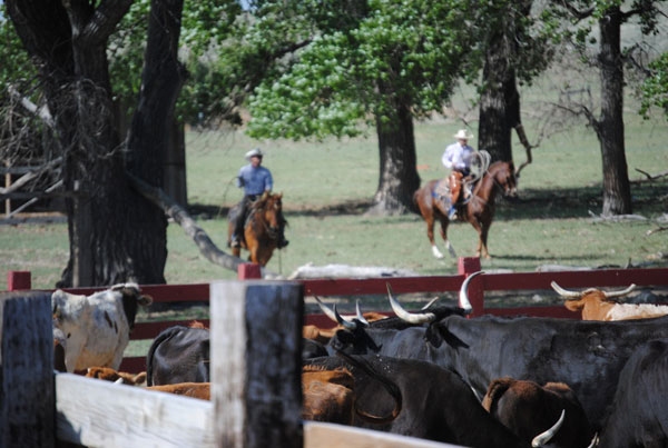 Branding Longhorns, Gould Ranch Cattle Co.