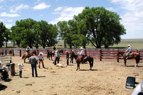 Branding Longhorns, Gould Ranch Cattle Co.