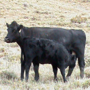 Purebred Cattle, Gould Ranch Cattle Company