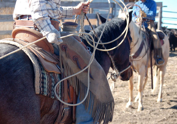 Roping, Gould Ranch Cattle Company