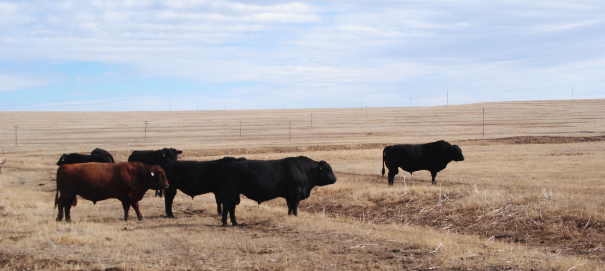 Irish Red & Irish Black, Gould Ranch Cattle Co.