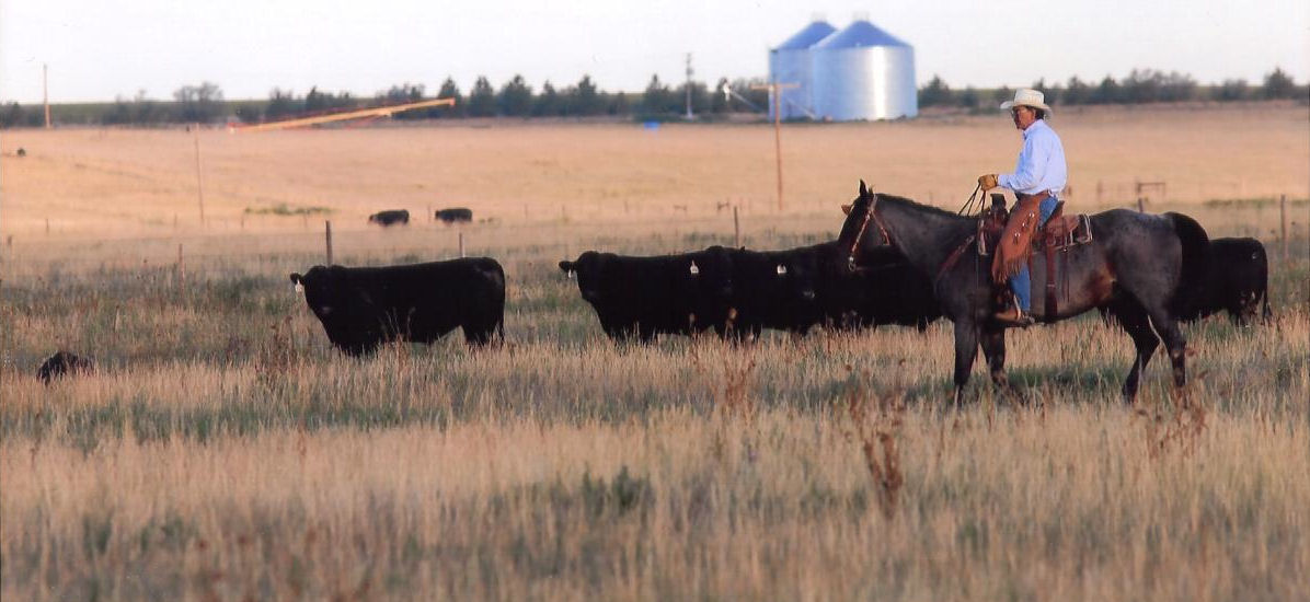 Purebred Cattle, Gould Ranch Cattle Co.