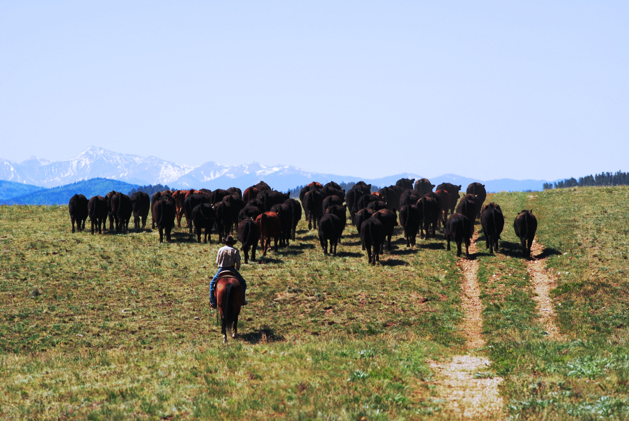 Purebred Cattle, Gould Ranch Cattle Co.