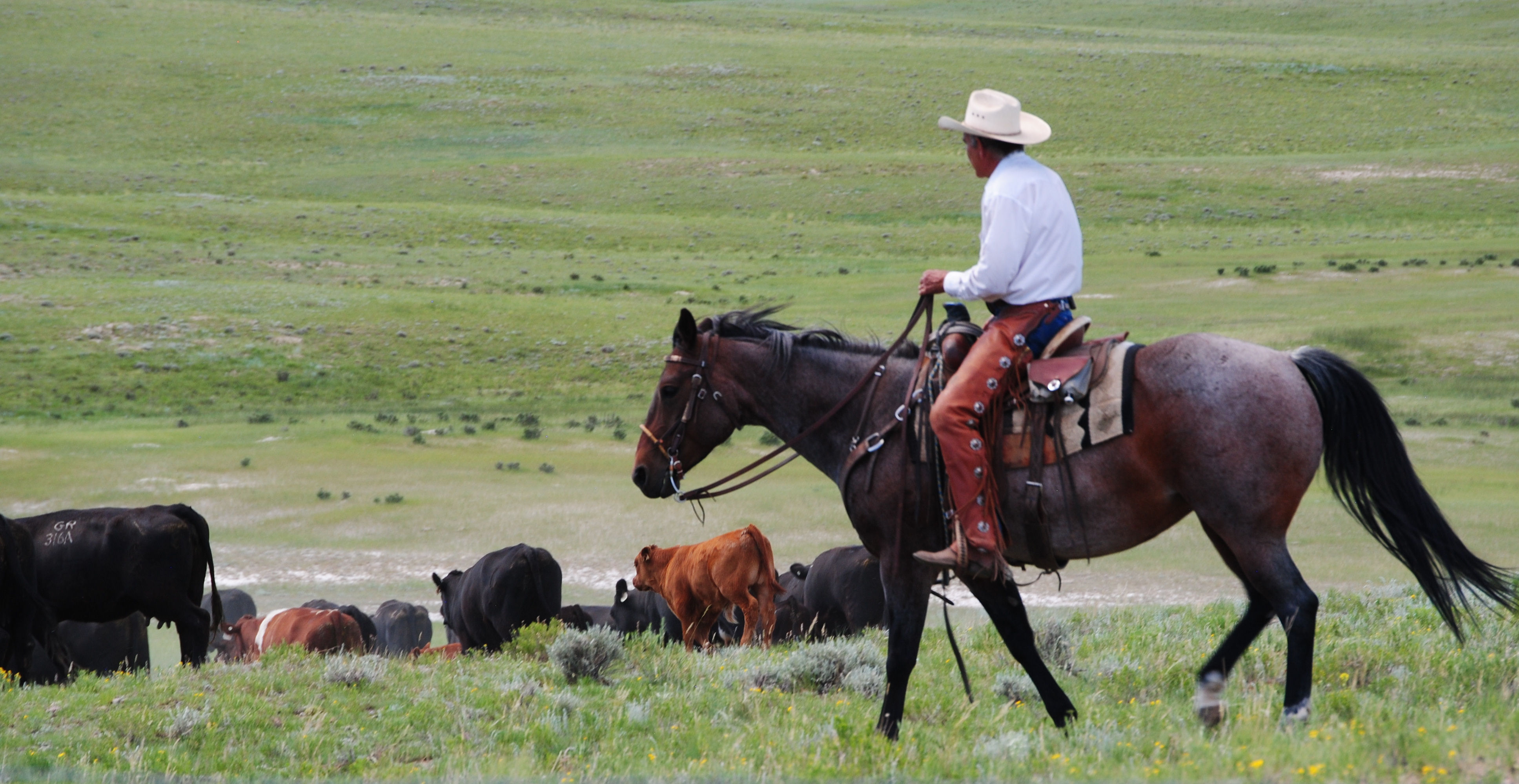 Guy and cattle, Gould Ranch Cattle Company