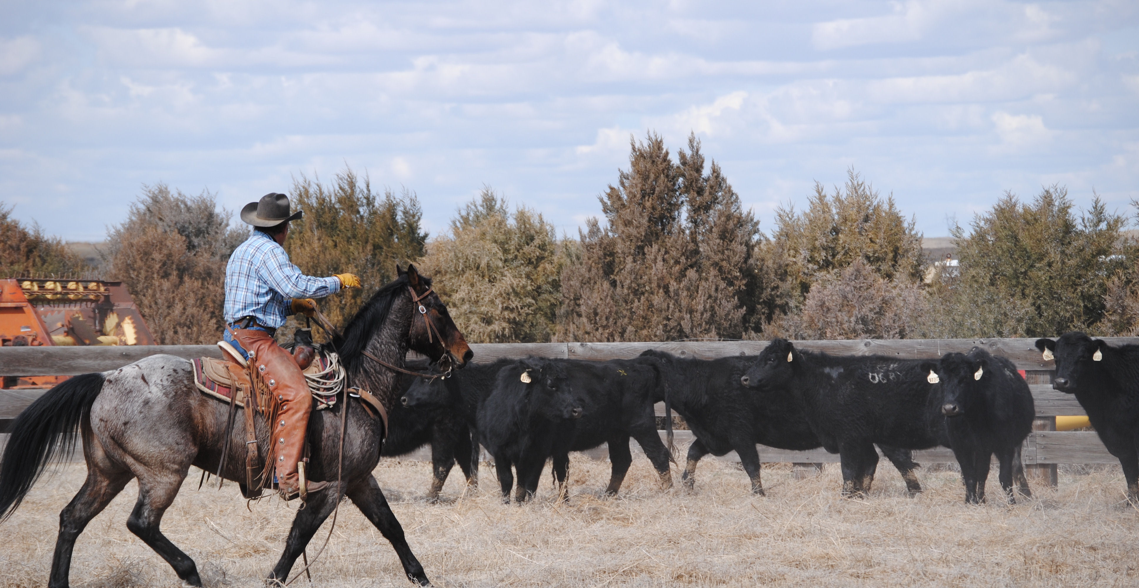 Purebred Cattle, Gould Ranch Cattle Co.