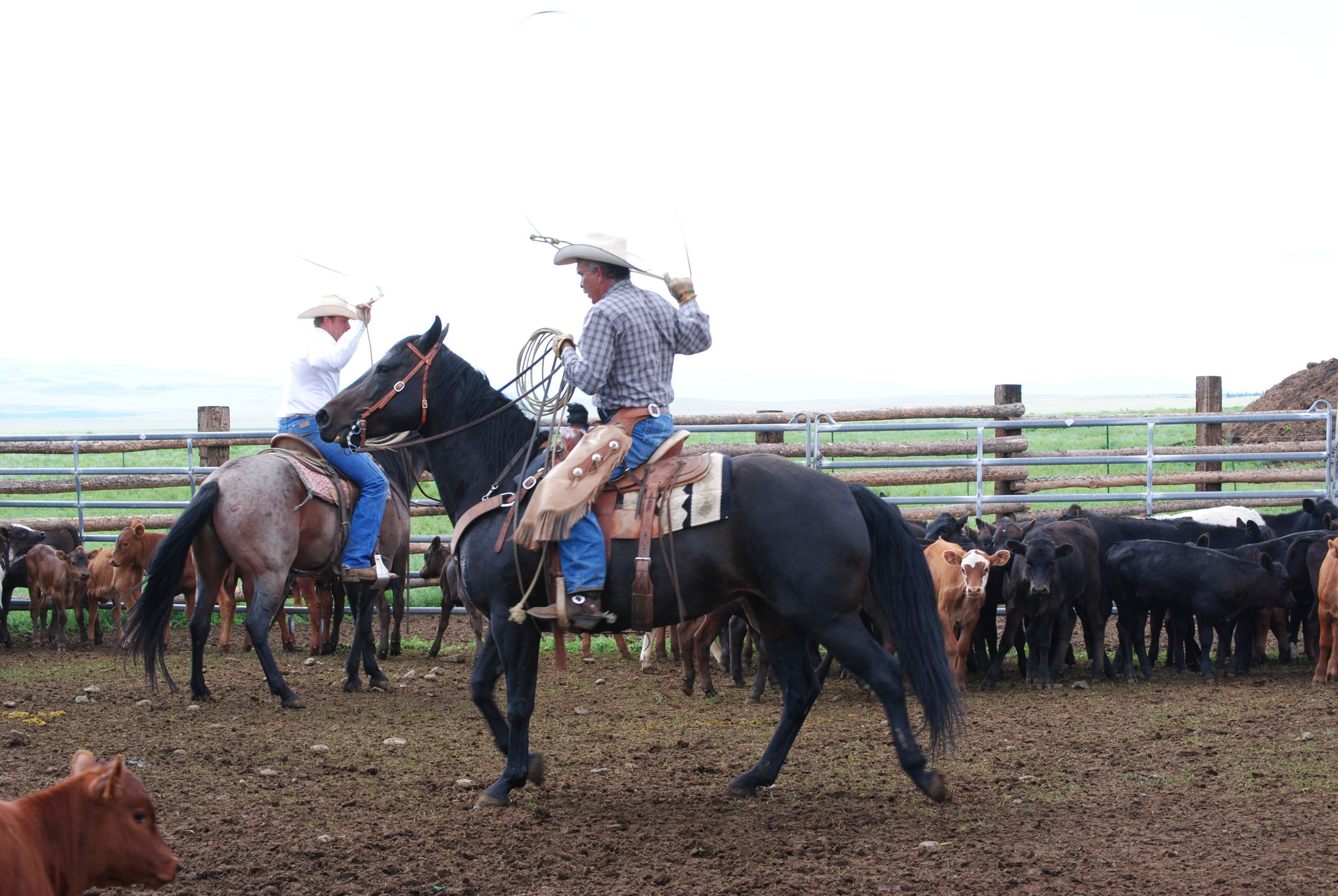 Cattle Round Up, Gould Ranch Cattle Co.