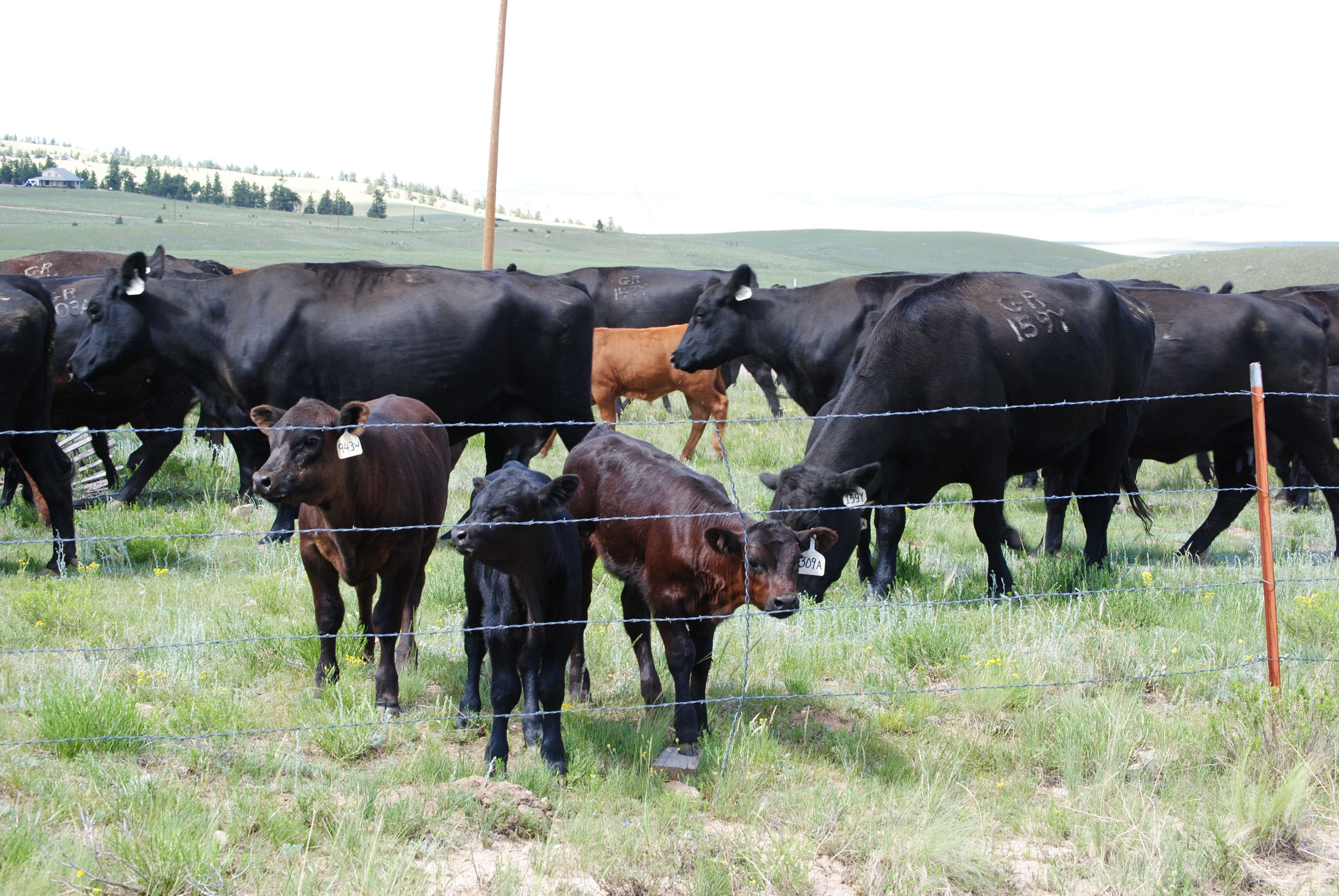 Purebred Cattle, Gould Cattle Ranch Co.