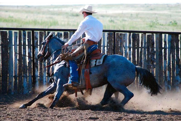 Roping, Gould Ranch Cattle Company