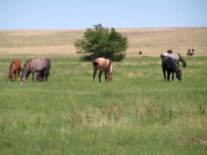 Horses, Gould Ranch Cattle Company
