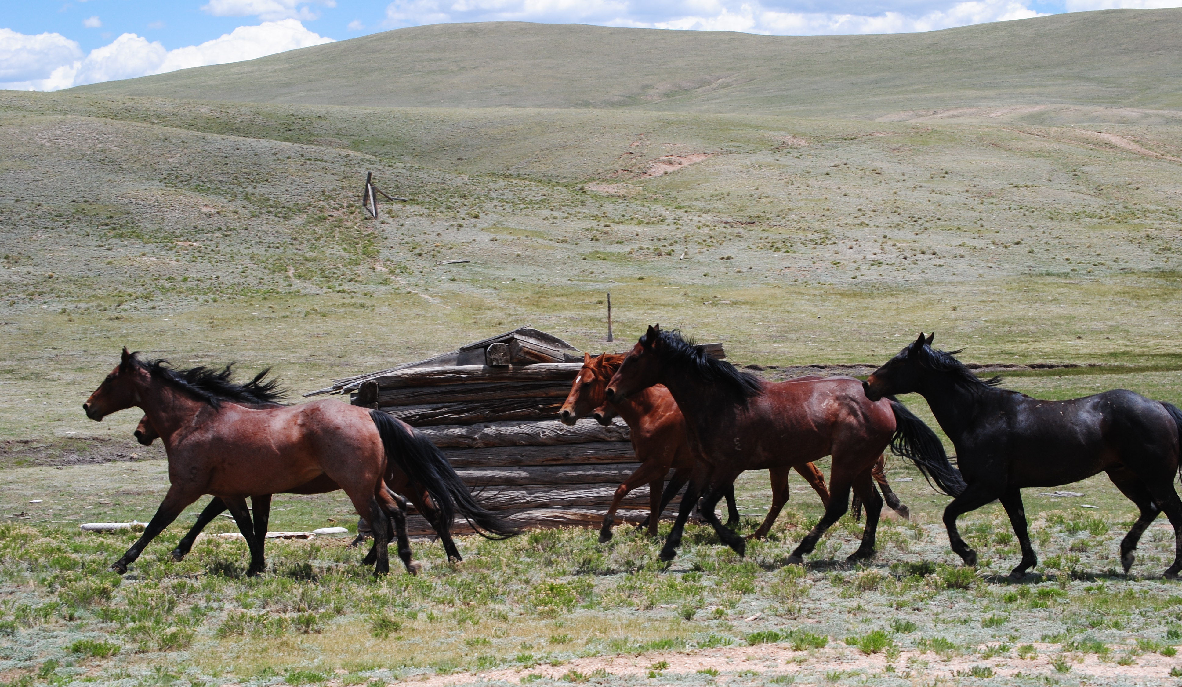 Horses - Gould Ranch Cattle Company