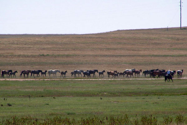 Horses, Gould Ranch Cattle Company