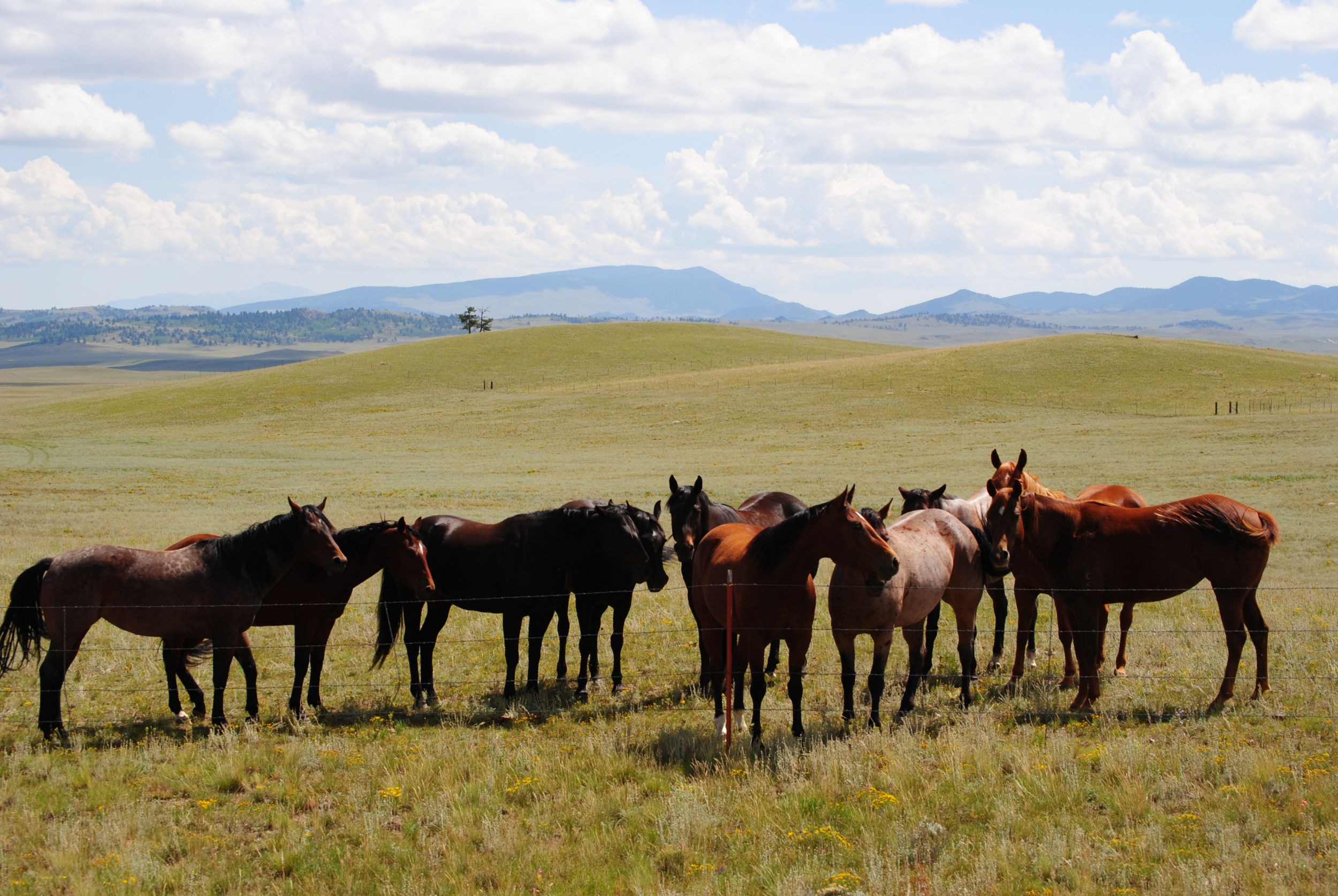 Horses - Gould Ranch Cattle Company