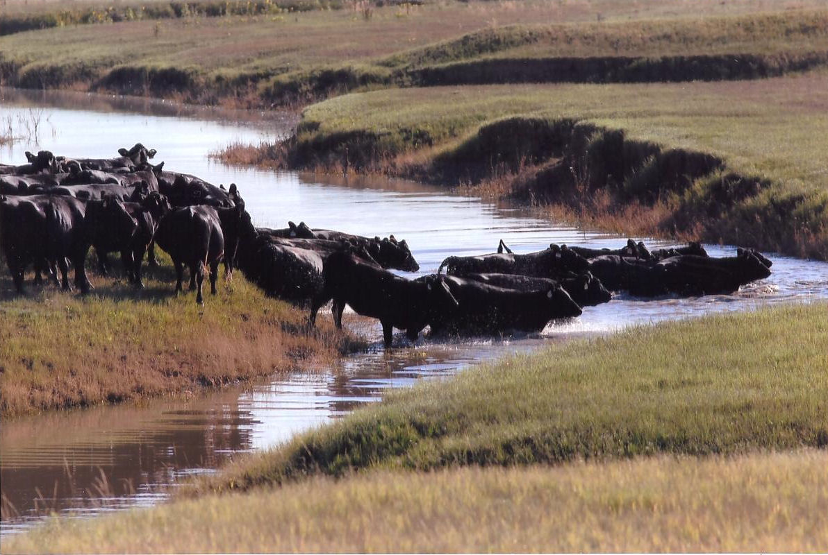 Purebred Cattle, Gould Ranch Cattle Co.